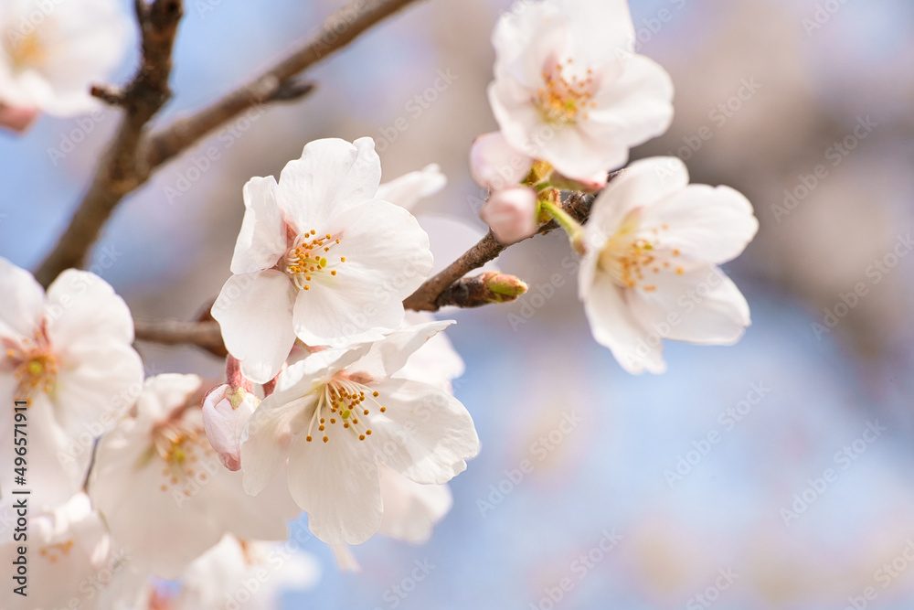 桜の花びら