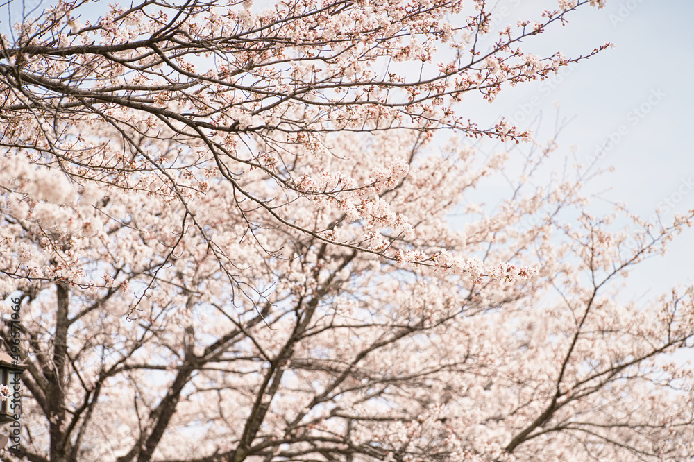 桜の花びら