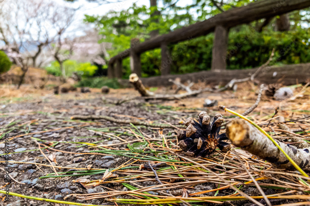 Obraz premium Japanese pinecone at road