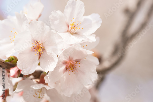 桜の花びら