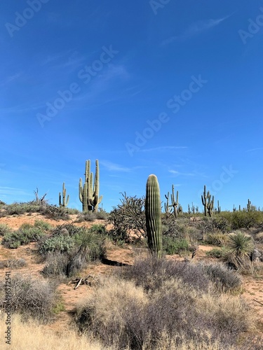 Saguaro cactus in the spring in Scottsdale Arizona area