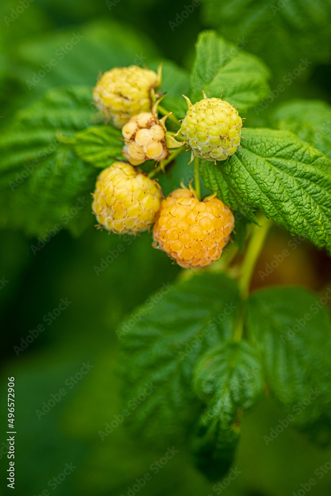 yellow raspberries in the garden yellow raspberries in the garden