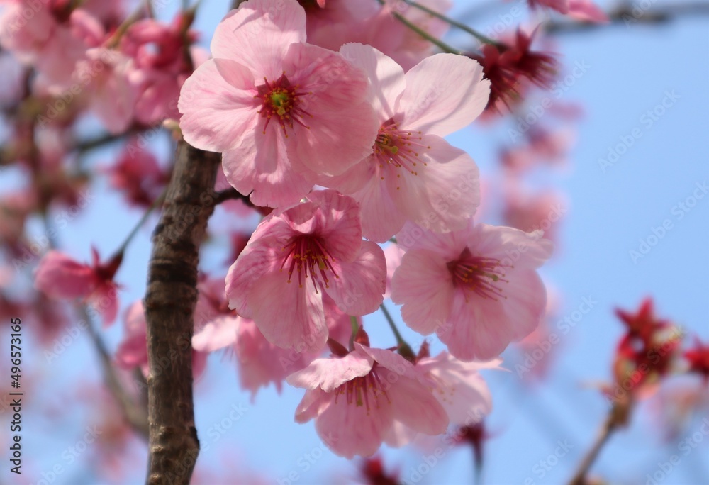 Beautiful pink cherry blossom close-up