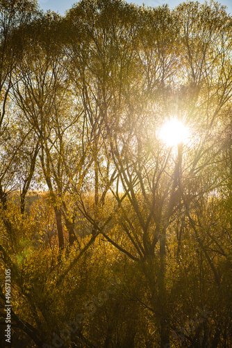Sun is shining through trees