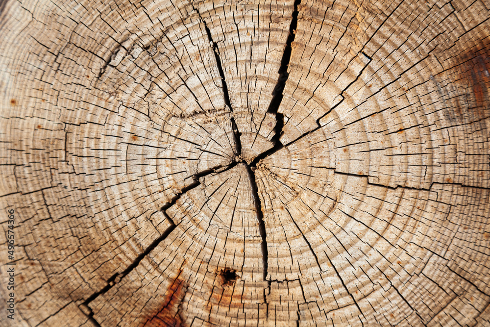 Fototapeta premium The texture of the cut tree, with growth rings. Cross cut of a tree, close-up.