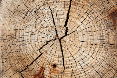 The texture of the cut tree, with growth rings. Cross cut of a tree, close-up.