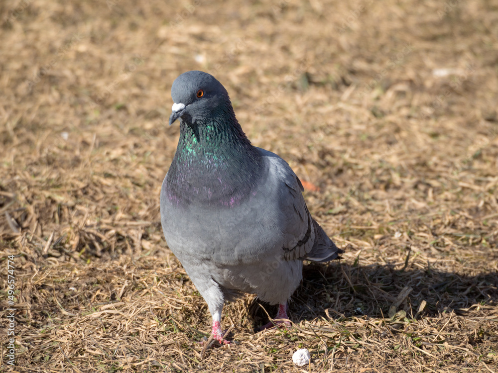 Obraz premium dove on a sunny day