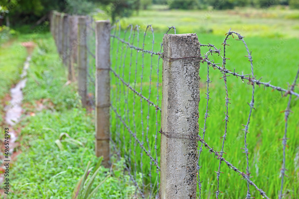 Fototapeta premium Concrete pole with wire fencing around rice field for protection