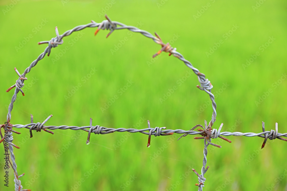 Metal wire fencing around rice field for protection
Metal wire fencing around rice field for protection