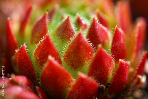 Rojniczek jovibarba sobolifera kwiat żółty skalniak succulent rojnik photo