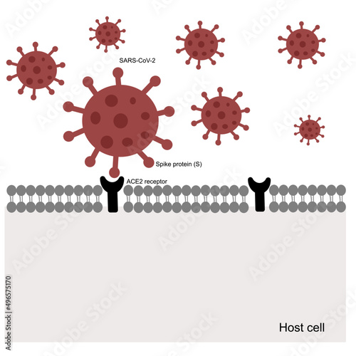 The ACE2 receptors of host cell are specific bonded with Spike protein (RBD region) of SARS-CoV-2 or COVID-19 that result in viral infection