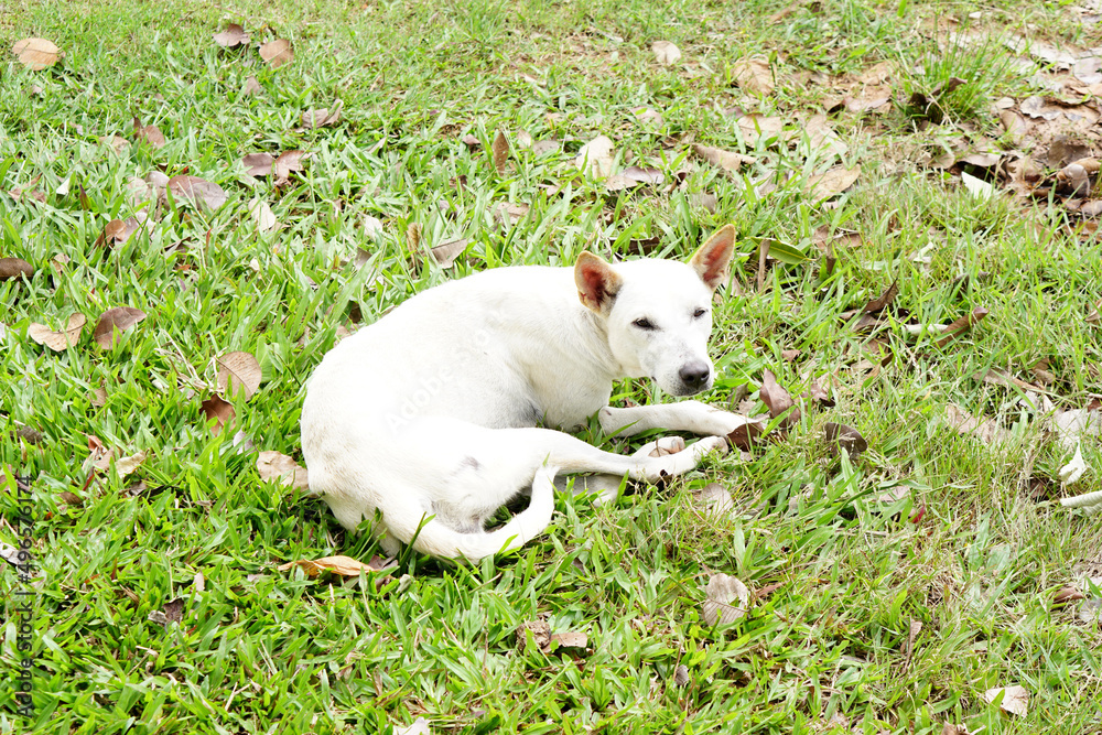 Fototapeta premium white dog lying on green grass