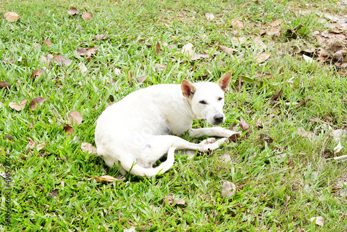 white dog lying on green grass © buraratn