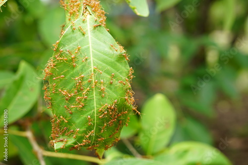 red ant nest used by leaves