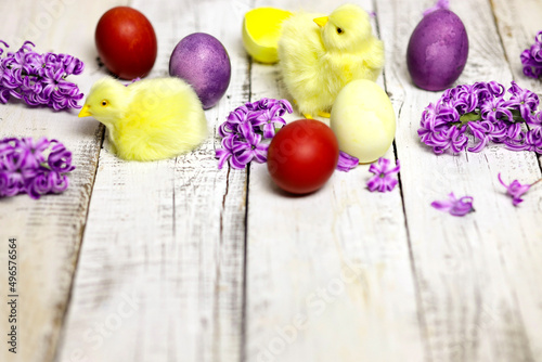 Easter composition with chikens, eggs and hyacinth spring flowers
