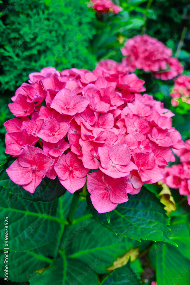 A red flowering branch of hydrangeas in the garden in the spring.