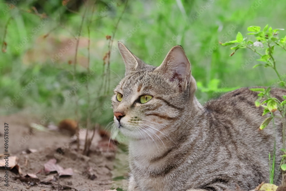 a tabby cat sitting Solitude in the garden with defocused background of green grasses in park