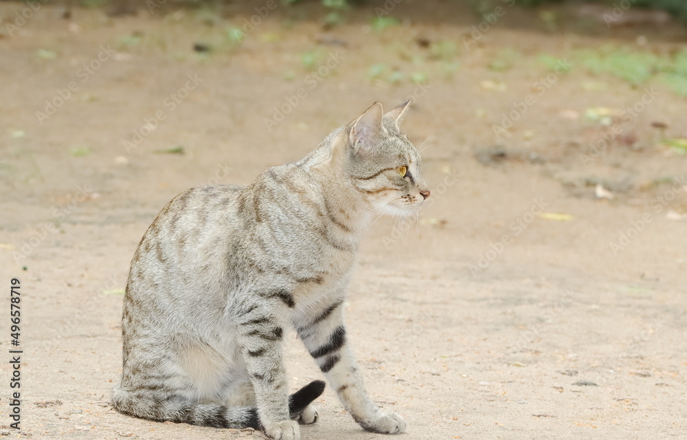 Fototapeta premium A tabby cat sitting alone on land