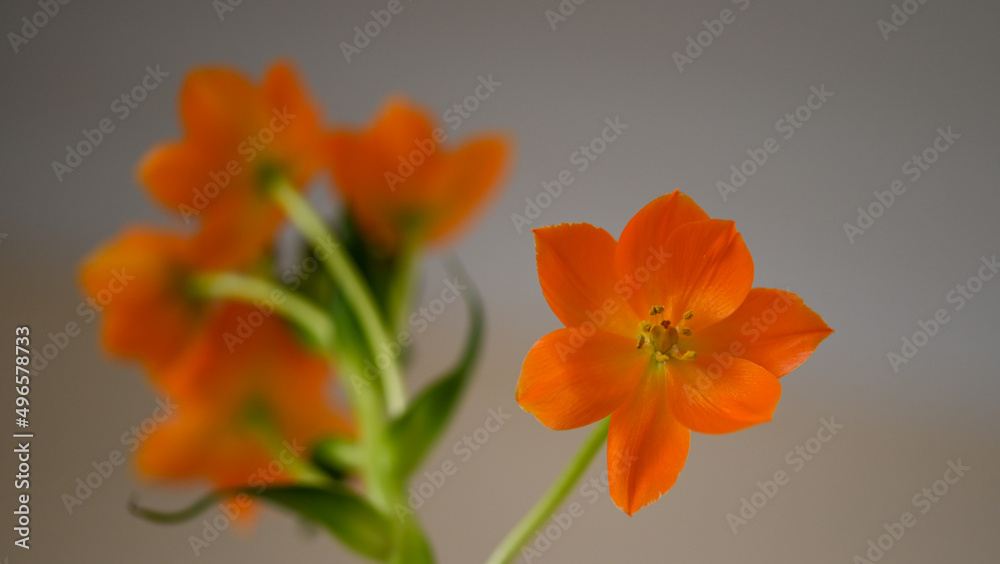 Beautiful close-up of an Ornithogalum