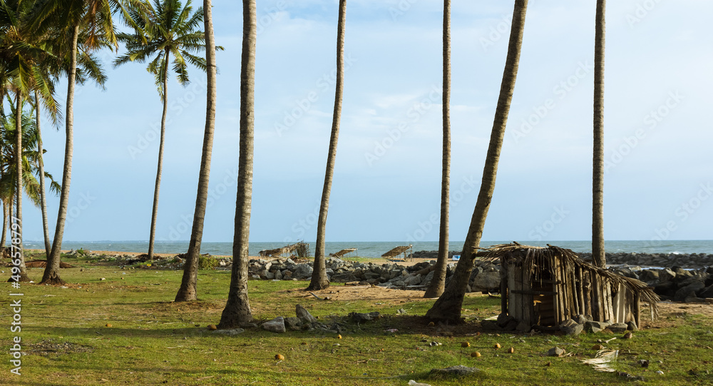 Coastline with coconut trees, Negombo, Sri Lanka
