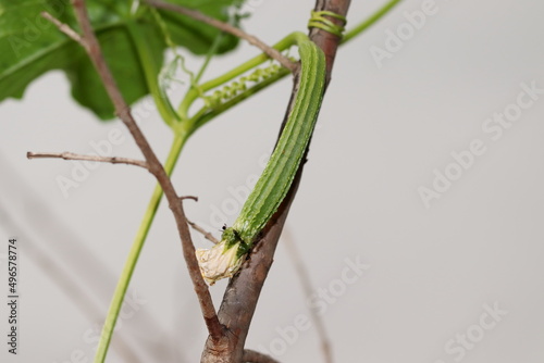 The fruit of a luffa is planted on the vine of the luffa