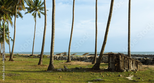 Coastline with coconut trees, Negombo, Sri Lanka