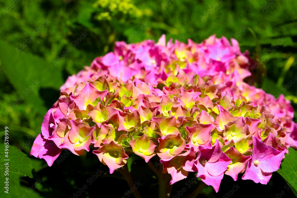 A flowering branch of hydrangeas in the garden in summer.