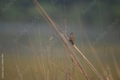 Brown Prinia with a catch