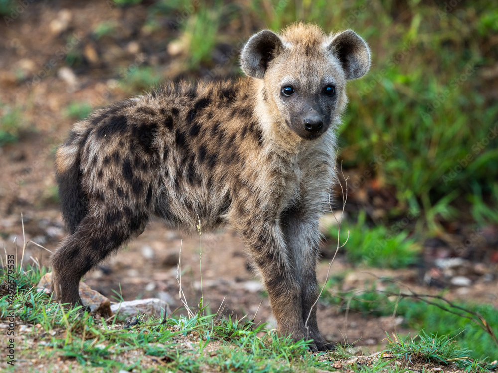 Spotted hyena or laughing hyena (Crocuta crocuta) cub. Kruger National Park. Mpumalanga. South Africa. Spotted hyena or laughing hyena (Crocuta crocuta) cub. Kruger National Park. Mpumalanga. South Africa.