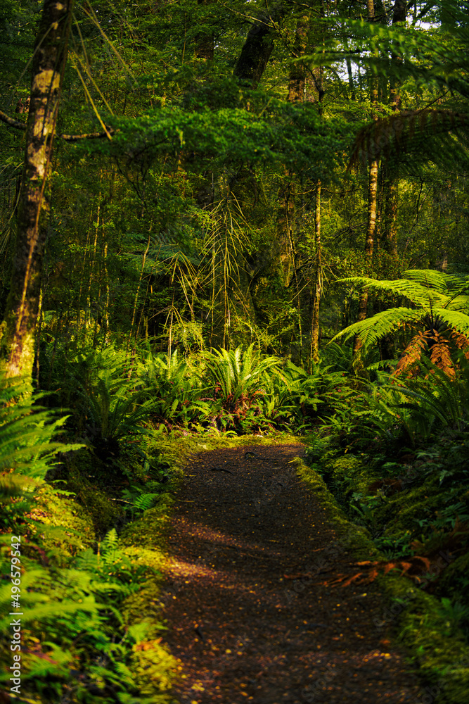 Tramping path in the forest Tramping path in the forest