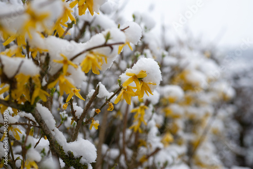 Verschneite Ostern - Forsythie im Schnee