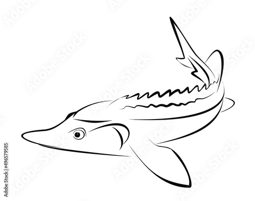 Sketch of  fish of the sturgeon family