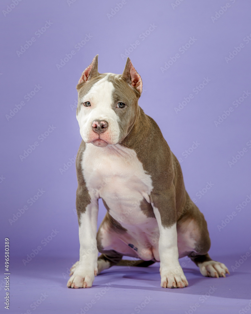 Young american staffordshire terrier on blue background in studio