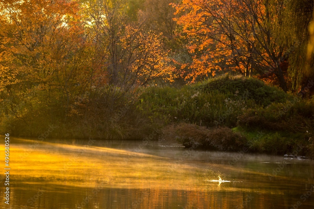 Obraz premium 池の水面
