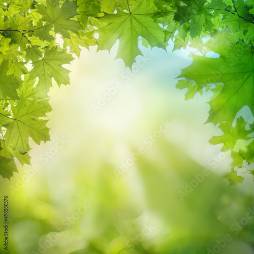 Green summer background with green leaves and abstract bokeh light on blurred sky
