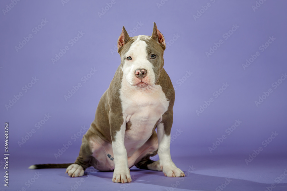 Young american staffordshire terrier on blue background in studio
