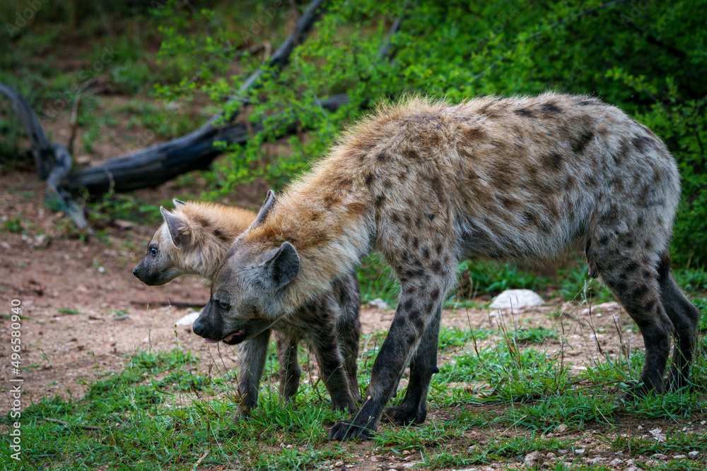 Spotted hyena or laughing hyena (Crocuta crocuta) adult and cub. Kruger National Park. Mpumalanga. South Africa. Spotted hyena or laughing hyena (Crocuta crocuta) adult and cub. Kruger National Park. Mpumalanga. South Africa.
