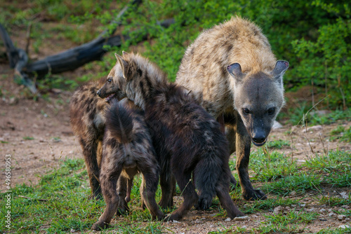 Spotted hyena or laughing hyena (Crocuta crocuta) cub and adult greeting each other by sniffing each other’s genitals. Kruger National Park. Mpumalanga. South Africa.
