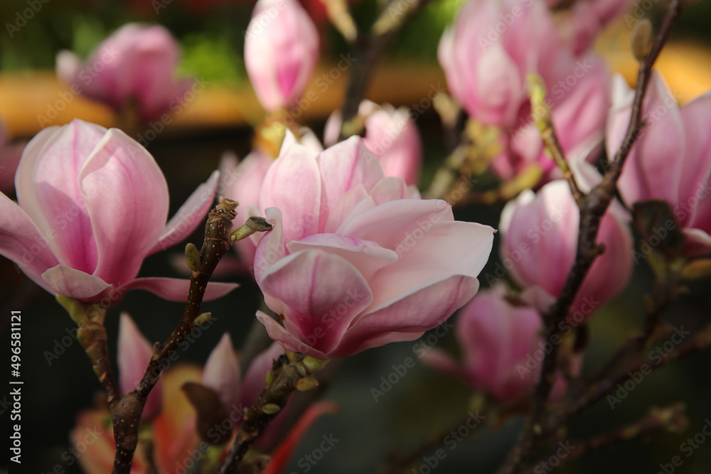 Floral background, blooming magnolia in the garden, bokeh Floral background, blooming magnolia in the garden, bokeh