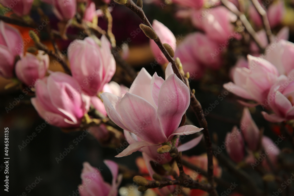 Floral background, blooming magnolia in the garden, bokeh Floral background, blooming magnolia in the garden, bokeh