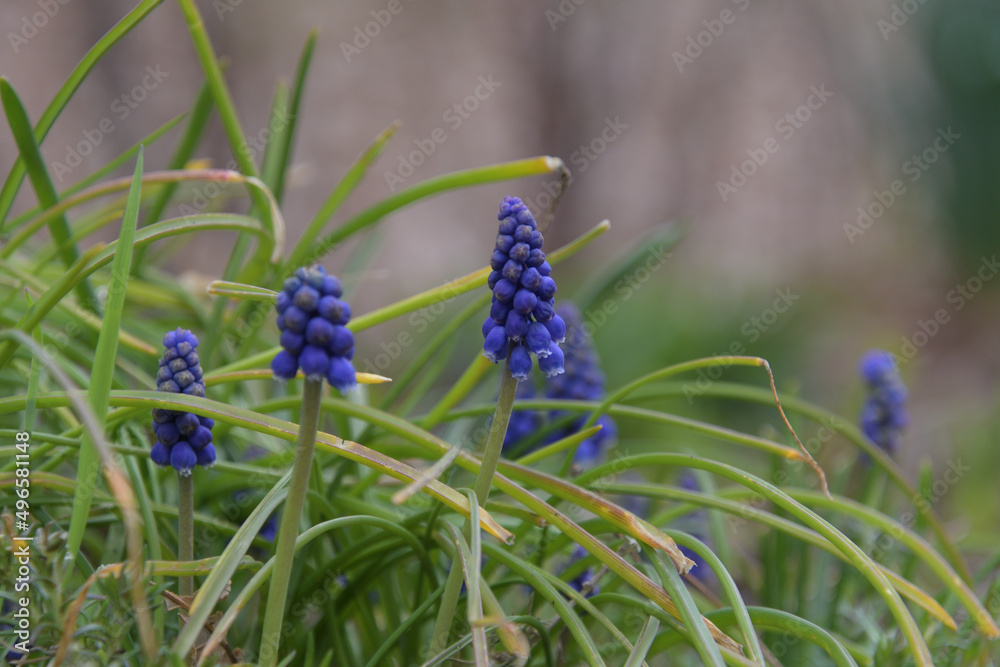 小さな壺形の花が、ブドウの房のように密集して咲いているムスカリ 小さな壺形の花が、ブドウの房のように密集して咲いているムスカリ
