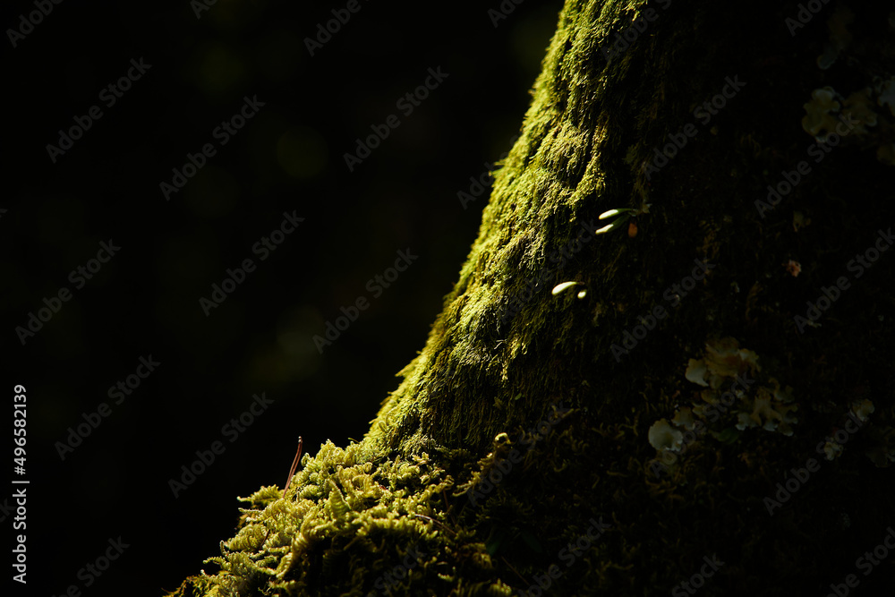 Obraz premium 木の幹を覆う苔