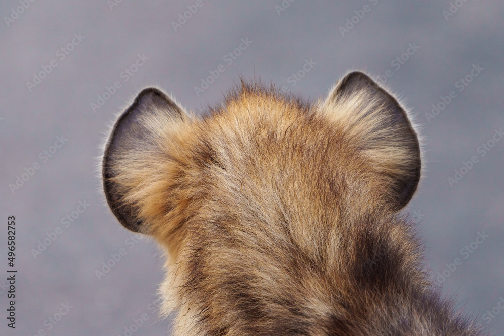 Spotted hyena or laughing hyena (Crocuta crocuta) rear viewing showing