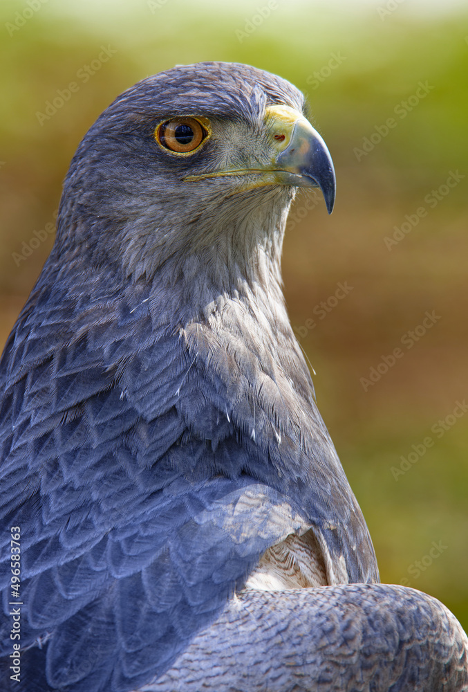 Aguja oder Blaubussard
Chilean blue eagle or black-chested buzzard-eagle (Geranoaetus melanoleucus) Aguja oder Blaubussard
Chilean blue eagle or black-chested buzzard-eagle (Geranoaetus melanoleucus)
