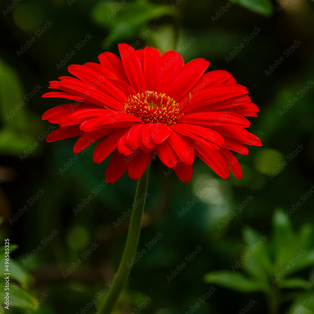 Red flower of gerbera close up. Gerbera ( lat. Gerbera ) is a genus of perennial herbs of the Aster family