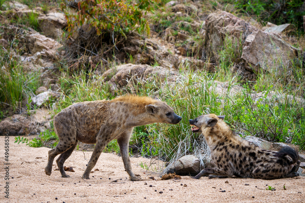 Spotted hyena or laughing hyena (Crocuta crocuta) showing submissive
