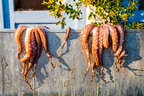Octopus drying in the sun