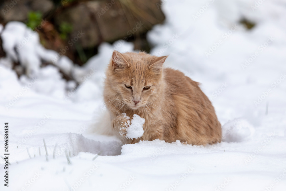 Kleine süße Katze spielt im Schnee