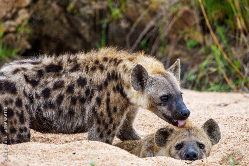 Spotted hyena or laughing hyena (Crocuta crocuta). Kruger National Park. Mpumalanga. South Africa. Spotted hyena or laughing hyena (Crocuta crocuta). Kruger National Park. Mpumalanga. South Africa.