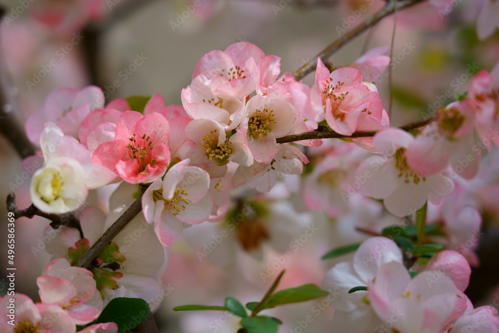 春に可愛い花を咲かせるボケ（バラ科）